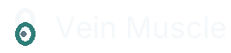 Vein Muscle